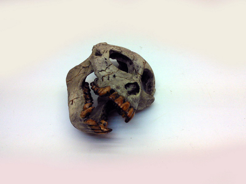 craneo animal 13x6x9 1u